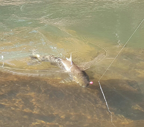 Winter weather equals biting Klamath Steelhead 