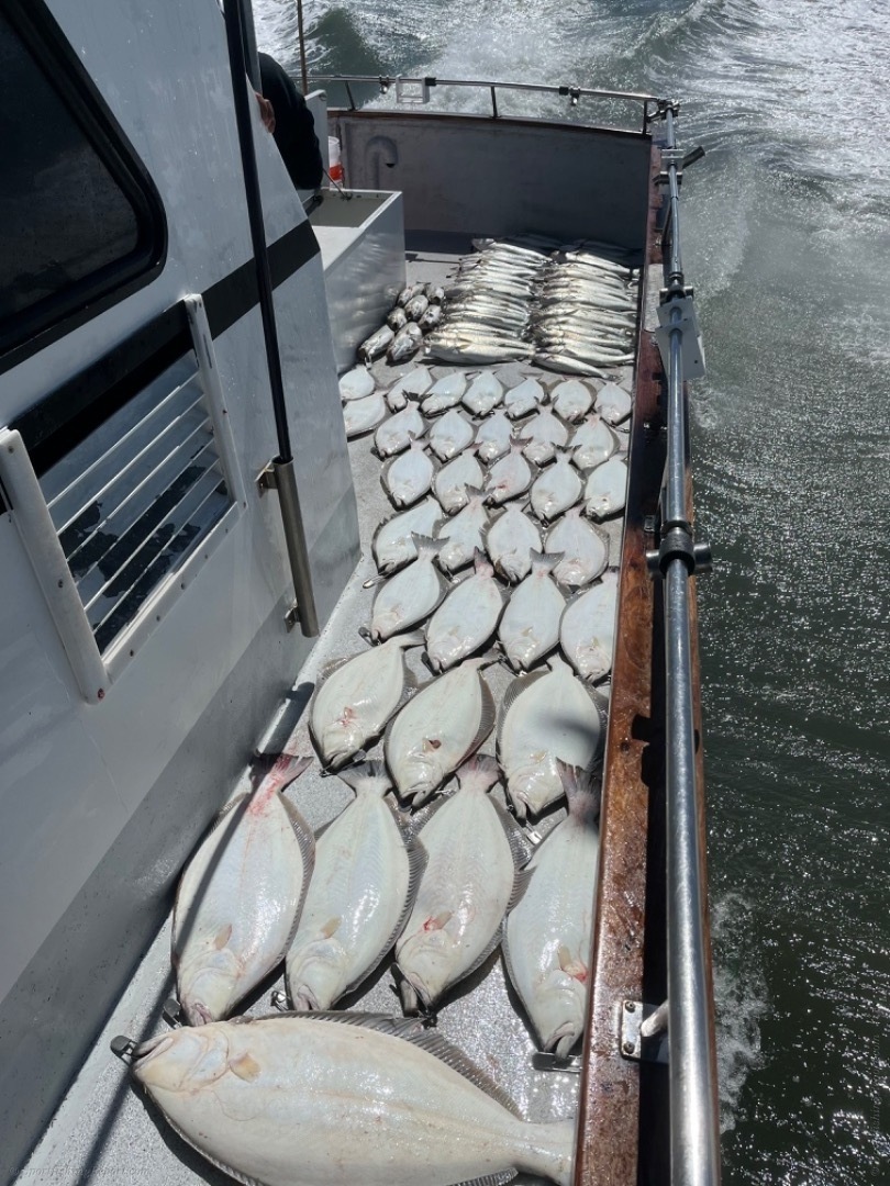 Live bait halibut and bass