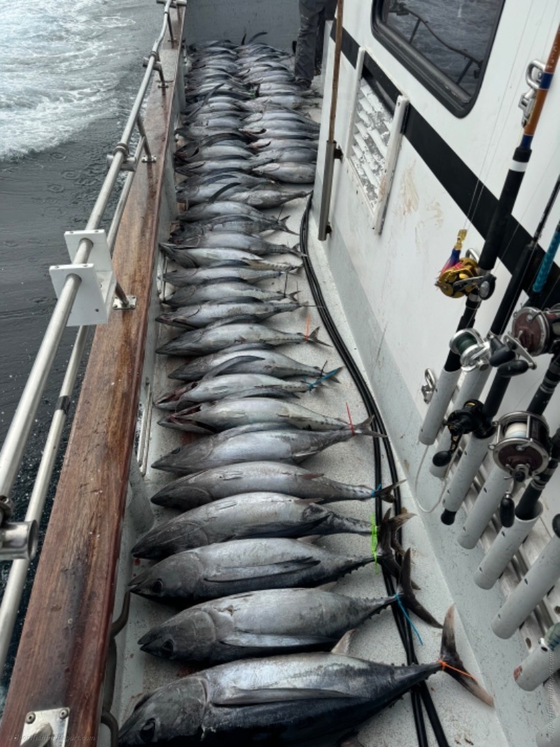 Albacore tuna and bluefin