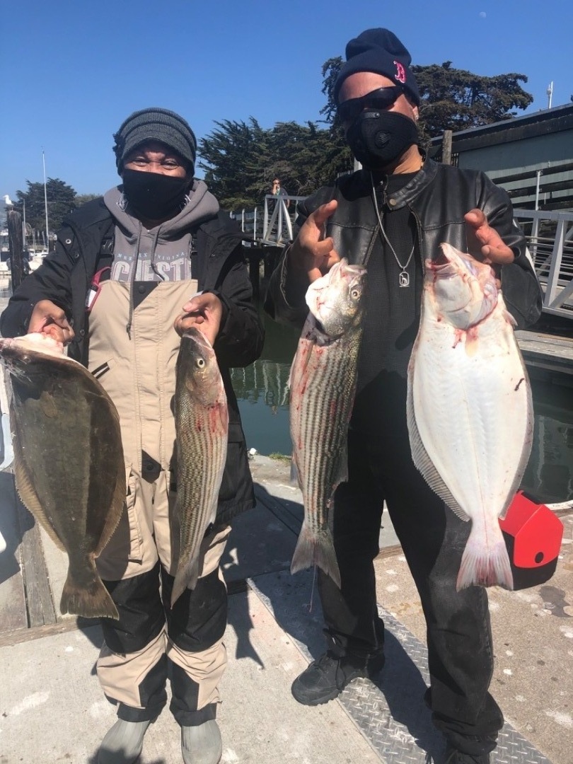 Live bait halibut and bass 