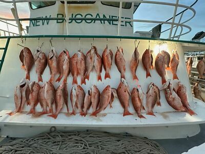 🎣 Final Red Snapper Trips of 2024! 