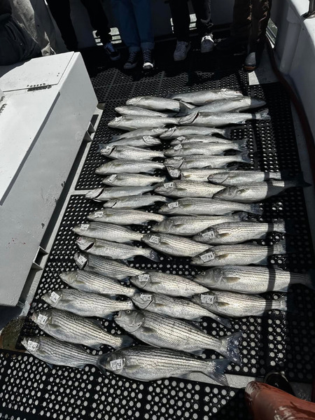 KingFish
