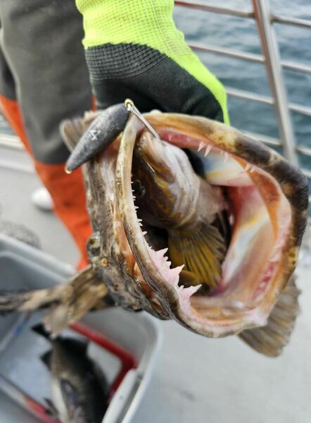 Tacklebuster