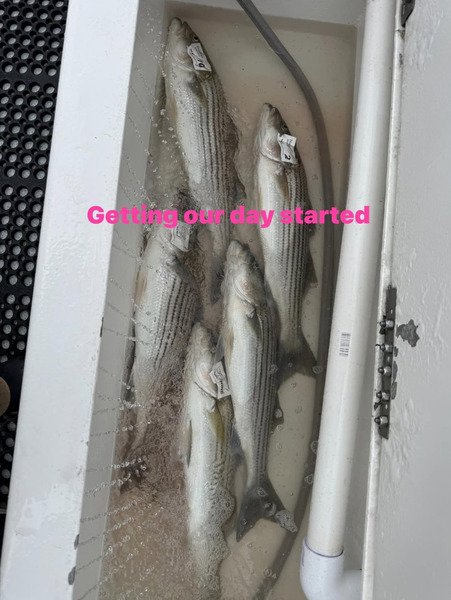 KingFish