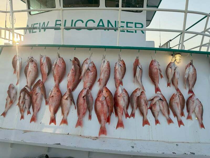 ‼️ The Red Snapper ain't stoppin'! ‼️ 