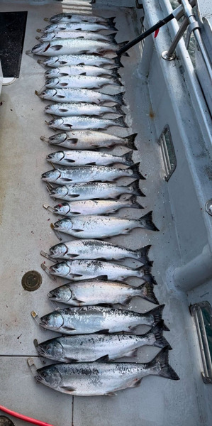 Predator (WA)