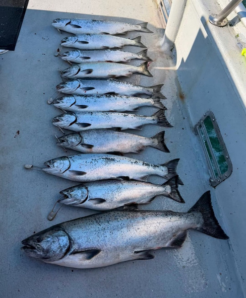 Predator (WA)
